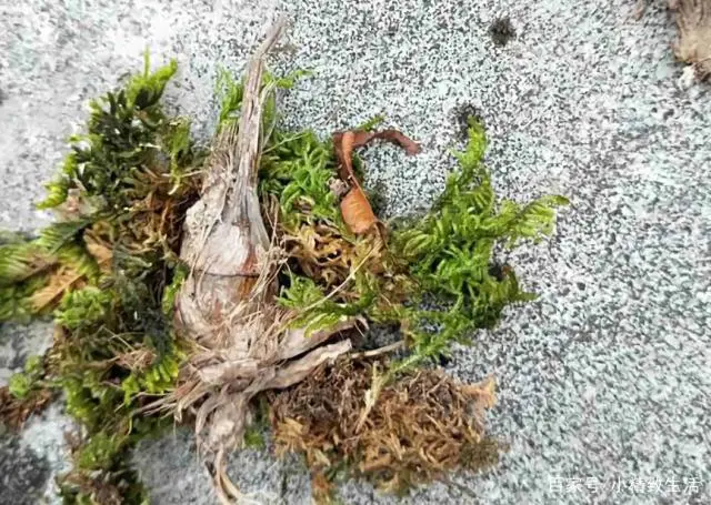 健康精致生活小窍门_生活如何精致_健康精致的生活方式让人