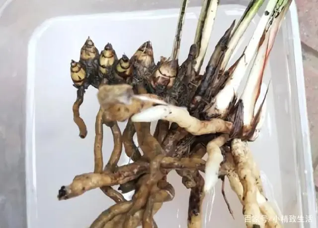 生活如何精致_健康精致生活小窍门_健康精致的生活方式让人