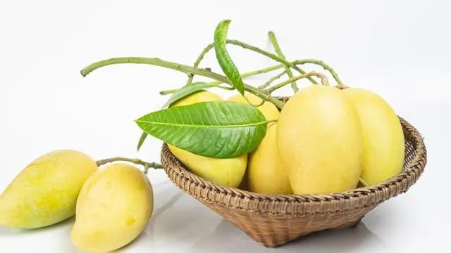 芒果其实很简单_芒果芒果可以这样爱_芒果生活方式