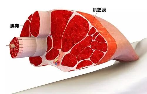 器材视频健身坐仰卧起坐教程_仰卧起坐健身器材视频教学_仰卧起坐健身器材视频